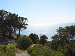 Не только в Анапе будут проверять законность застроек в лесном фонде