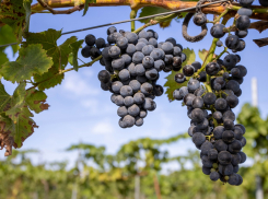 Сбор винограда идёт в Анапе полным ходом
