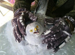 Анапчане нашли на улице неизвестную птицу 