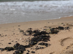 Стали известны новые результаты мониторинга пляжей Анапы 