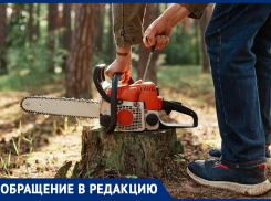 «Хорошие деревья спиливают зачем-то» – анапчане об улице Рождественской