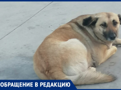 Возле ЖК «Бельведер» в Анапе бездомные собаки не дают людям спокойно жить
