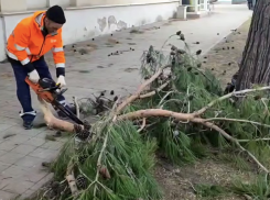 Мощный ветер в Анапе повалил деревья на машины