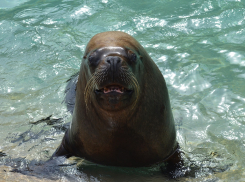 В День моржа в Анапе будет солнечно, но станет значительно холоднее