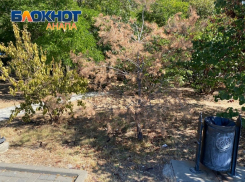 Чтобы не повторился скандал с «Юнилэнд»: на полив деревьев в Анапе потратят 9 млн рублей