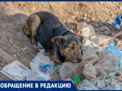 Жуткий лай собак и антисанитария: анапчанка сообщила о беспорядке на улице Северной