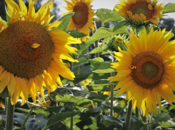 В Анапе 10 августа сохранится ясная погода