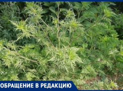 «Живем на противоаллергенных препаратах»: анапчанка жалуется на засилье амброзии в городе