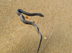 «Заползла в рюкзак»: анапчане вновь встретили ядовитую змею