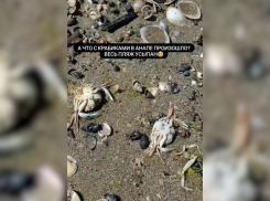 На пляжи Анапы выбросило десятки мертвых крабов
