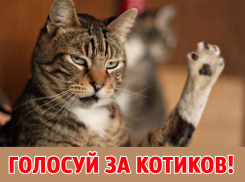Завтра голосуем за участников конкурса "Самый красивый кот Анапы" 