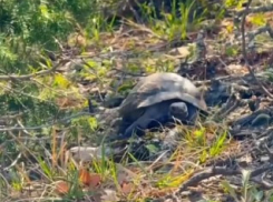 Всем привет от черепахи с Большого Утриша