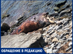 Гниющие трупы дельфина и птиц, мусор – как сегодня выглядит пляж у спуска «300 ступеней»