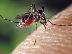 В Анапе, Геленджике, Новороссийске могут быть случаи смертельной лихорадки из-за комаров?