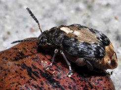 В магазины Анапы могла попасть фасоль с мёртвыми насекомыми