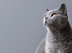 В дорогу с пушистым другом: Анапа в рейтинге самых популярных направлений для отдыха с питомцами 