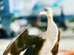 В интернете появилось видео, как анапские рыбаки кормят баклана