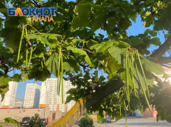 Дерево войны слонов и обезьян: в Анапе можно встретить катальпу 