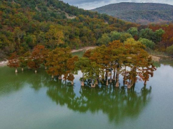 Кипарисы в озере Сукко под Анапой окрасились в желто-красный цвет