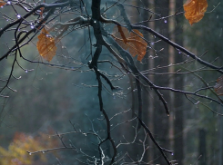 21 декабря в Анапе пасмурно, будет небольшой дождь