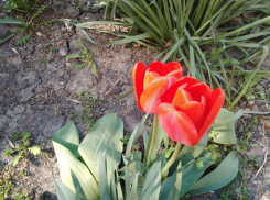 13 апреля начинается последняя неделя  карантина