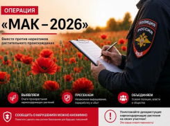 В Анапе стартовал первый этап операции «Мак – 2026»: полиция ищет наркосодержащие растения
