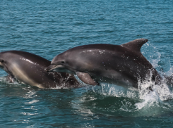 Как нам дельфинов спасти – прогнозируется рост смерти морских красавцев у берегов Анапы
