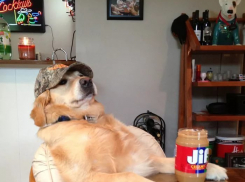 Учёный доказал сходство в мыслительных процессах человека и собаки