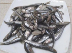 Сезон вылова хамсы начался в Анапе