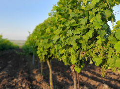 Урожай Анапы может пострадать: Минобороны продлило запрет на агродроны на Юге России 