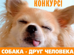 Сфотографируй собаку и выиграй поход в музей Шоколада