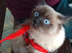 Ада - новый претендент на главный приз конкурса "Самый красивый кот Анапы"
