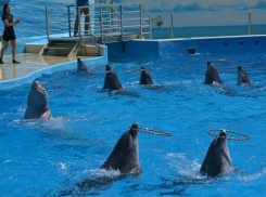 В воскресенье в Анапе дельфины танцевали ламбаду и пели хором