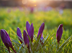 Сегодня, в понедельник, в Анапе ясно и до +9