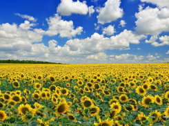 Сегодня в Анапе малая вероятность выпадения осадков