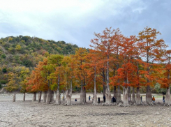 Кипарисы под Анапой находятся под угрозой вымирания