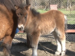 В анапском Детском парке появилась маленькая Фея