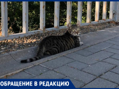 «Бессердечные»: анапчане категорически против запрета на кормление бездомных животных