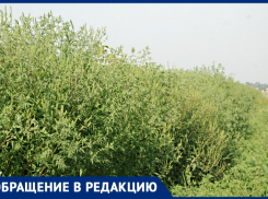 «Никто не косит»: анапчанка рассказала о разросшейся амброзии в Анапе
