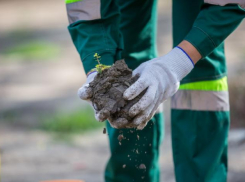 Анапские кипарисы высадят в Архипо-Осиповке под Геленджиком