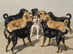 Куда обращаться, если рядом с домом появилась стая собак: отвечаем на вопрос жительницы Анапы