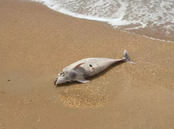 Специалисты не могут установить причины массовой гибели дельфинов в Анапе