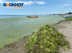 Мэрия Анапы заплатит 75 миллионов за свалку водорослей на пляжах курорта