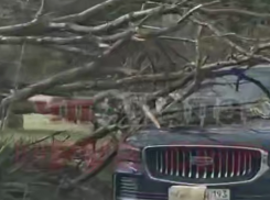 В Анапе из-за упавшего от ветра дерева произошло жестком ДТП с ребенком