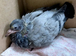 Попытки «спасти» птиц без знаний могут навредить, предупредили в Анапе