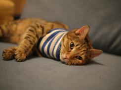 В День рождения тельняшки в Анапе до +27