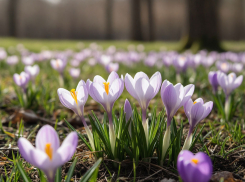 В Анапе стартовал сезонный запрет на сбор первоцветов