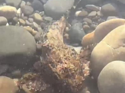 В прибрежной зоне Анапы можно встретить морского ёрша