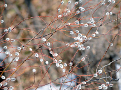 Первый весенний день встретит анапчан дождём