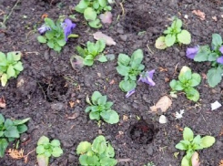 Таинственное исчезновение виол: в Анапе воруют цветы 